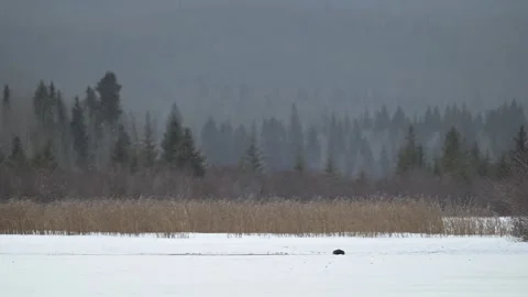 River otter in the wild Stock Footage 310910029