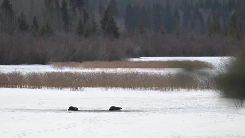 River otter in the wild Stock Footage 310910039