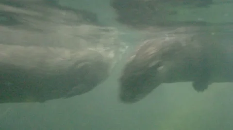 River otters chasing each other Stock Footage 25500839