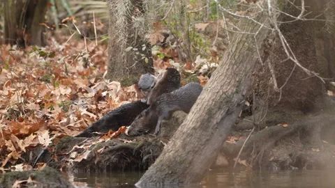 River Otters Stock Footage 167524971