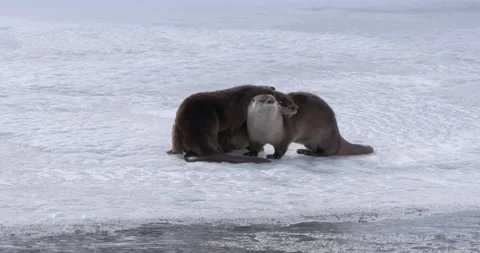 River Otters Hugging on a Winter Scene Vídeo Stock 240020290