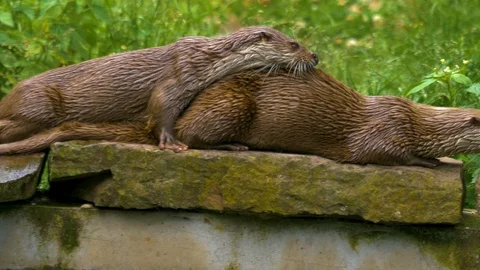 River Otters mating 스톡 동영상 110954775