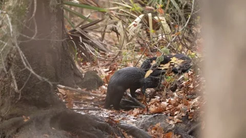 River Otters Pups Playing Stock Footage 167525288