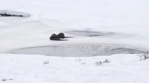 River otters rolling in winter snow at yellowstone Stock Footage 140001201