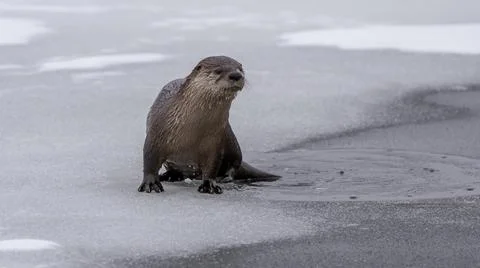 River Otters Saskatchewan Stock Photos