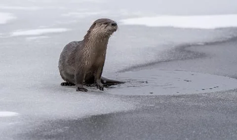 River Otters Saskatchewan Stock Photos
