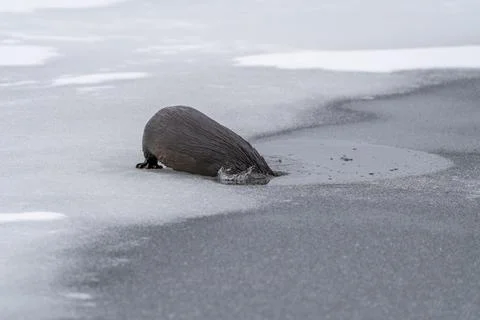 River Otters Saskatchewan Stock-Fotos