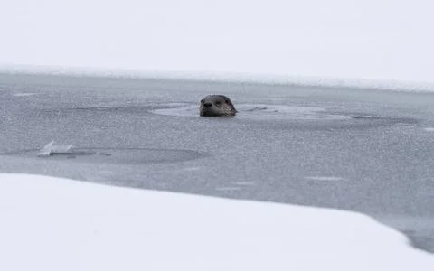 River Otters Saskatchewan Stock Photos