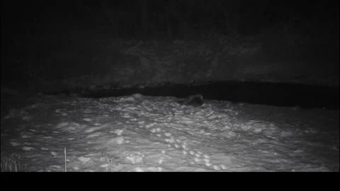 River otters winter play night trail camera 4k.mp4 Video stock 327080927