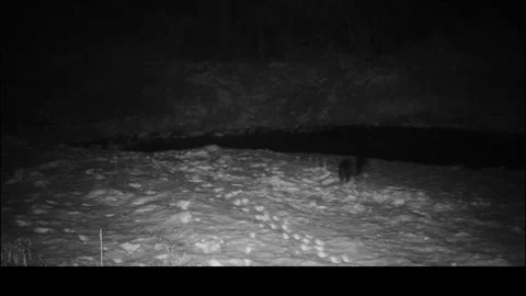 River otters winter play night trail camera2 4k.mp4 Video stock 327096640