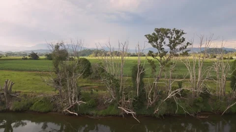 Up from the river over the end trees to reveal farm land Stock Footage 267804600