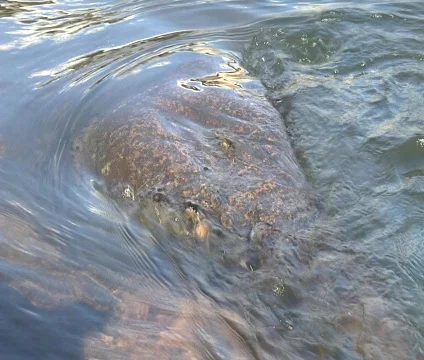 River over rock 動画素材 697208