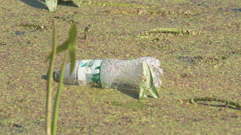 River overgrown with greenery swamp algae Stock Footage 115058750