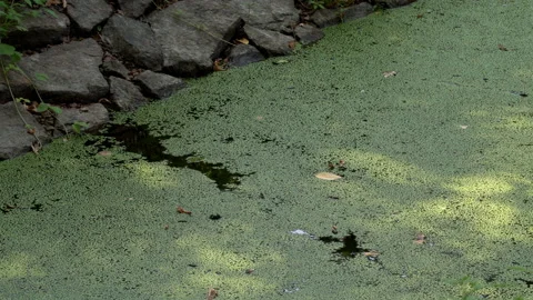 River overgrown with greenery swamp algae Stock Footage 115062183