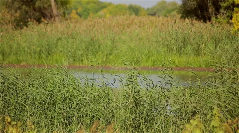 The river overgrown reeds Stock Footage 48923825