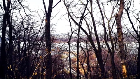 River Overlook Through Trees Stock Footage 232652360