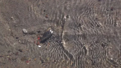River oysters, river clam shell on the bottom in a clear stream Stock Footage 150096111