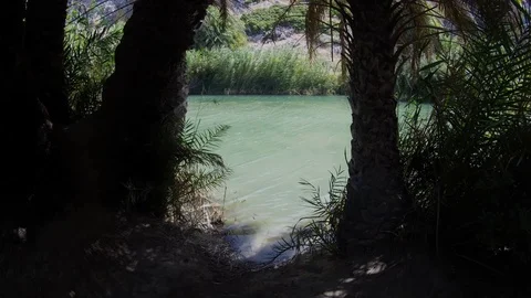 River  in the palm forest Video stock 77297678