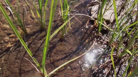 River Pan Video stock 52933612