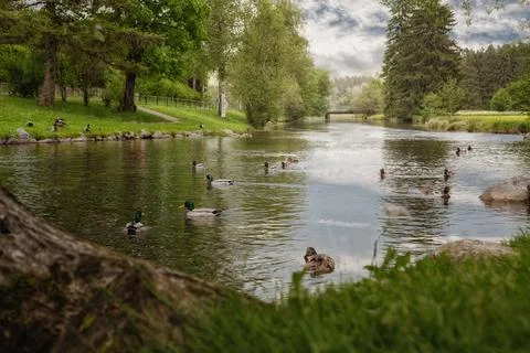 A river in the park with ducks Stock Photos