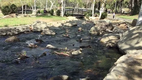 River in Park Stock Footage 75820995