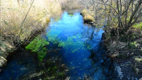 River in the park. Stock Footage 82460257