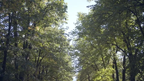 River in the park Stock Footage 151872025