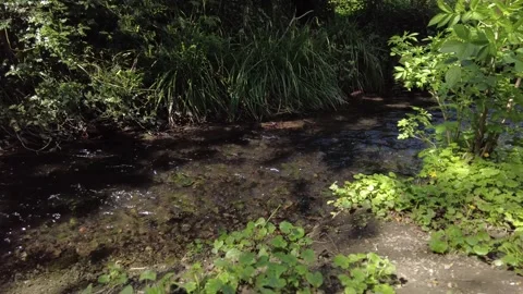 River in the Park Stock Footage 153261642