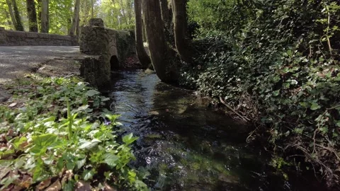 River in the Park Stock Footage 153262099