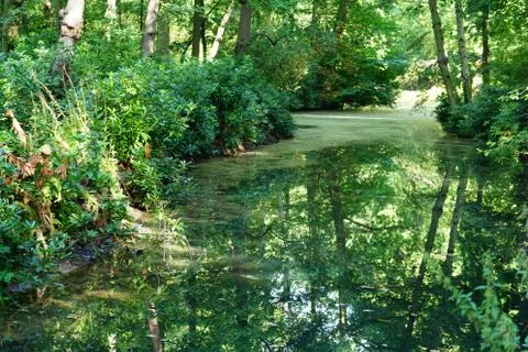 River in a park 写真素材