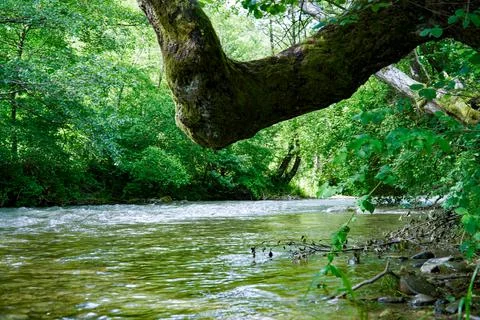 River in the park Stock Photos