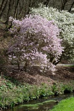 River in a park Stock Photos
