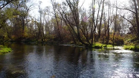 The river passes through the forest vegetation on a sunny autumn day Stock Footage 83891212