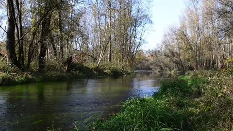 The river passes through the forest vegetation on a sunny autumn day Stock-Footage 83891583