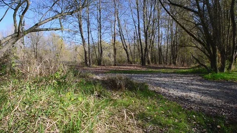 The river passes through the forest vegetation on a sunny autumn day Stock Footage 83892522