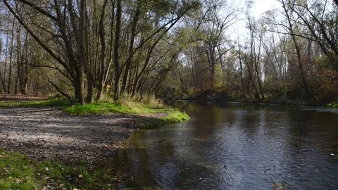 The river passes through the forest vegetation on a sunny autumn day Stock Footage 83892796