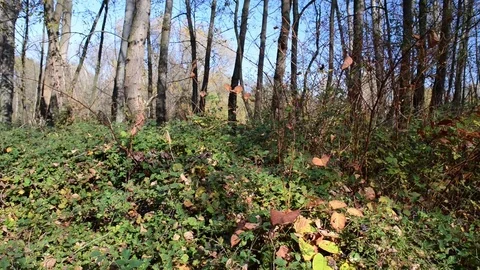The river passes through the forest vegetation on a sunny autumn day Video stock 83893565