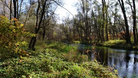 The river passes through the forest vegetation on a sunny autumn day Stock Footage 83893626
