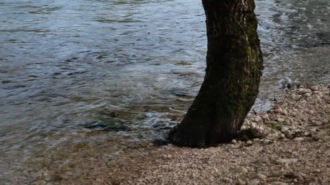 The river passes by the tree in the woods 스톡 동영상 109293186