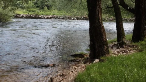 The river passes by the tree in the woods 스톡 동영상 109294969