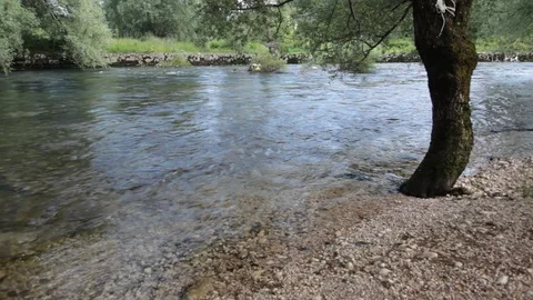 The river passes by the tree in the woods 스톡 동영상 109295044