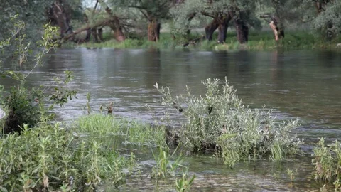 The river passes by the tree in the woods 스톡 동영상 109295356