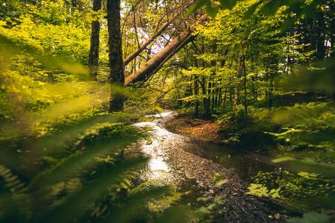A river passes under the leaning trees in the forest, surrounded by leaves. Stock Photos