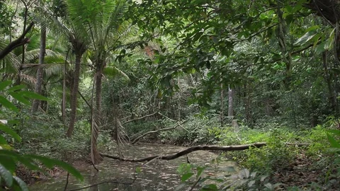 River passing among the thickets of the rainforest Stock Footage 77531578