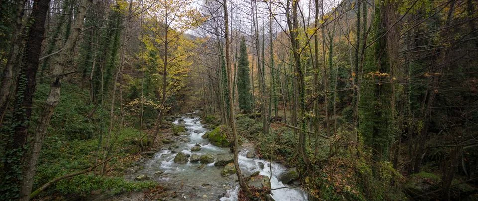 River passing the forest with trees Foto stock