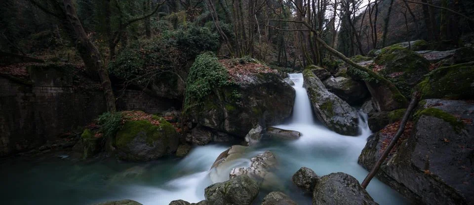 River passing the forest with trees Stock Photos