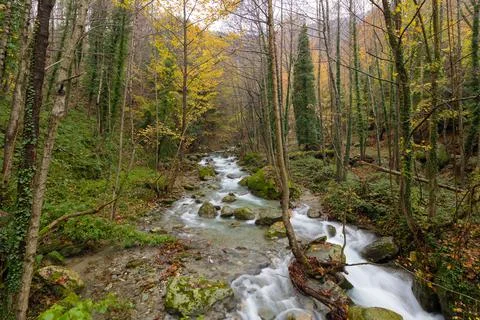 River passing the forest with trees in Pilion Stock Photos