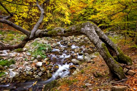 River passing through an autumn forest in the mountains Stock Photos