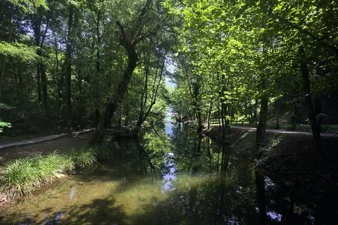 River passing through a forest Stock Photos