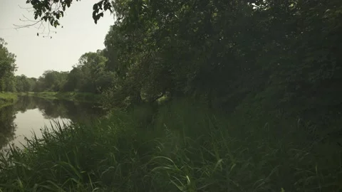 A river passing through green forest and meadows in a sunny summer day Stock Footage 161153488